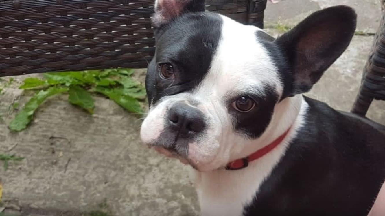 Die Französische Bulldogge wurde aus dem eigenen Garten von unbekannten Dieben geklaut