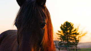 Ein Pferd steht im Morgengrauen auf der Koppel.