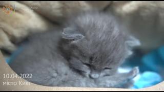 In der ukrainischen Stadt Borodianka hat der Rettungsdienst in einer Hausruine ein verwaistes Kätzchen gefunden.