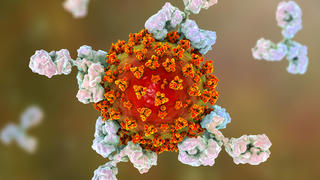 Antibodies responding to covid-19 coronavirus, illustration Illustration of antibodies y-shaped responding to an infection with the new coronavirus SARS-CoV-2. The virus emerged in Wuhan, China, in December 2019, and causes a mild respiratory illness covid-19 that can develop into pneumonia and be fatal in some cases. The coronaviruses take their name from their crown corona of surface proteins, which are used to attach and penetrate their host cells. Once inside the cells, the particles use the cells machinery to make more copies of the virus. Antibodies bind to specific antigens, for instance viral proteins, marking them for destruction by other immune cells, such as the macrophage white blood cell behind the virus. *** Antibodies PUBLICATIONxINxGERxSUIxHUNxONLY KATERYNAxKON/SCIENCExPHOTOxLIBRARY F029/8016 