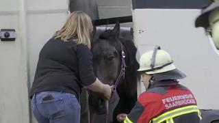 Die Feuerwehr Saarbrücken kümmerte sich am Unfallort um das Pferd.