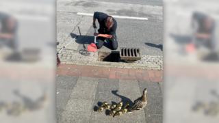 Die Feuerwehr Bremerhaven rettete ein Entenküken aus einem Gully.