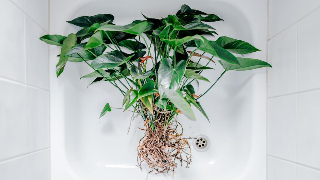 Schon mal die eigenen Pflanzen auf ein Bad eingeladen? Die Erde nimmt dabei nur so viel Wasser auf, wie sie wirklich braucht. Einfach klasse!