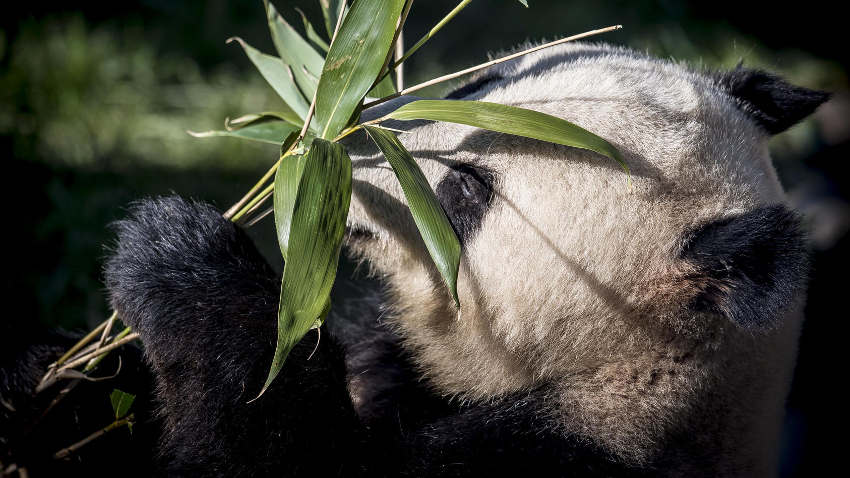 ARCHIV - 10.04.2019, Dänemark, Kopenhagen: Der Panda Xing Er spielt in seinem neuen Gehege mit einer Pflanze.(zu dpa: "Kopenhagener Zoo will Panda mit importiertem Urin zur Paarung bewegen") Foto: Mads Claus Rasmussen/Ritzau Scanpix/AP/dpa +++ dpa-Bi