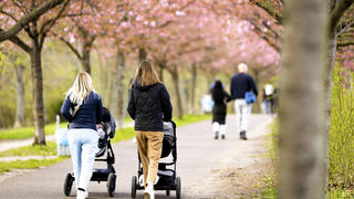  Zwei Frauen laufen mir ihren Kinderwaegen durch eine Allee von Kirschbaeumen in Berlin, 19.04.2022. Berlin Deutschland *** Two women walking with their children through an avenue of cherry trees in Berlin, 19 04 2022 Berlin Germany Copyright: xLeonxKuegeler/photothek.dex