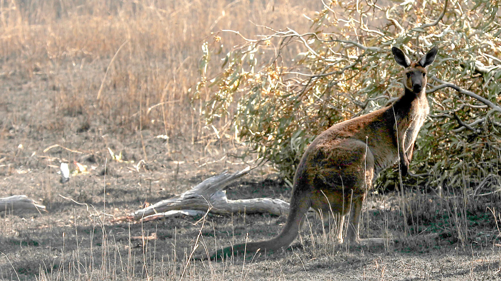 ARCHIV - 22.12.2019, Australien, Adelaide: SYMBOLBILD - Ein Känguru steht auf verbranntem Land an einem Busch. (zu dpa «Golferin in Australien von Känguru attackiert - «stabiler Zustand»») Foto: Kelly Barnes/AAP/dpa +++ dpa-Bildfunk +++