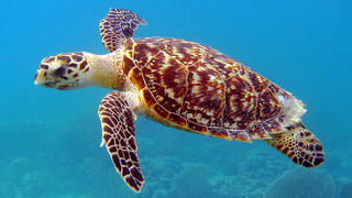 April 3, 2016 - Miami, FL, United States of America - A Hawksbill Sea Turtle swimming underneath the sea at the off the coast of Florida