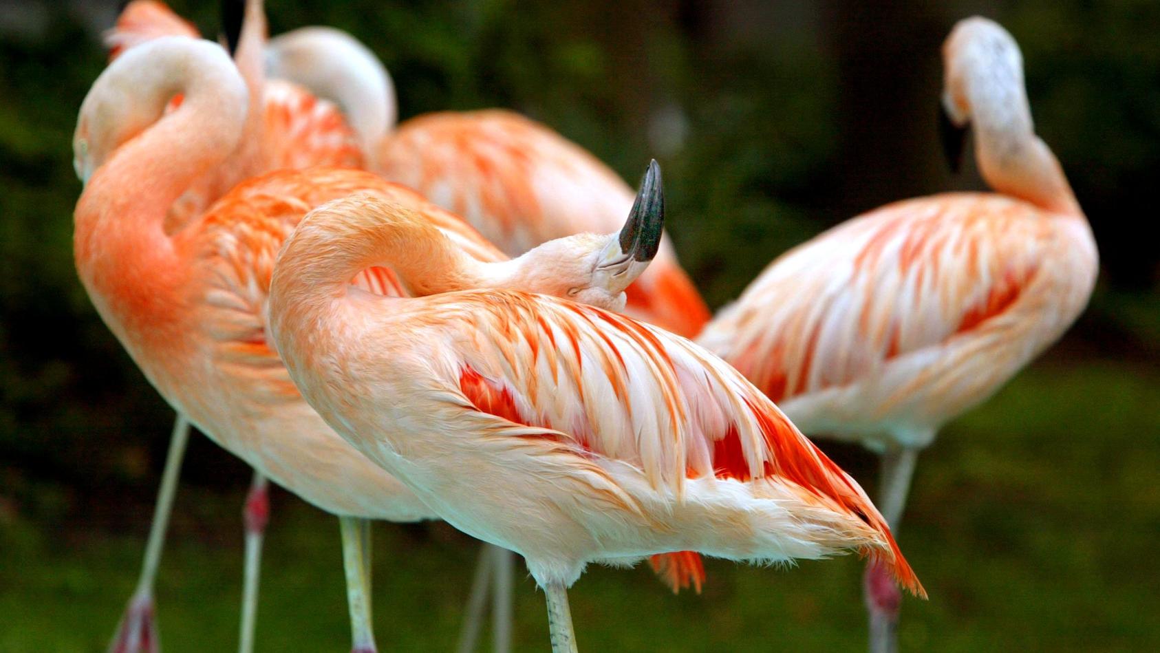 25 Flamingos wie diese fielen in Washington einem wilden Fuchs zum Opfer.