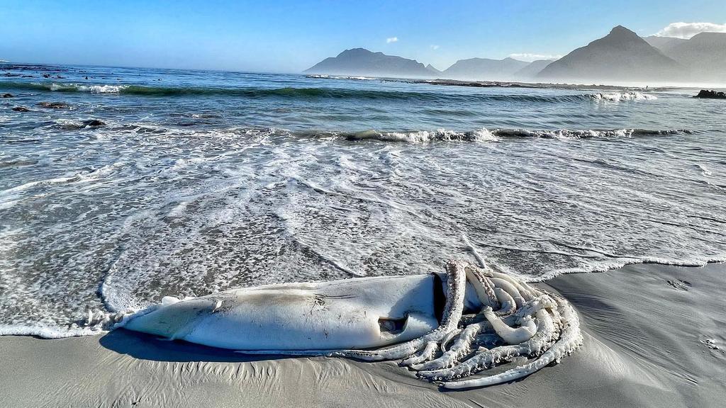 Ein Riesenkalmar am Strand von Südafrika.