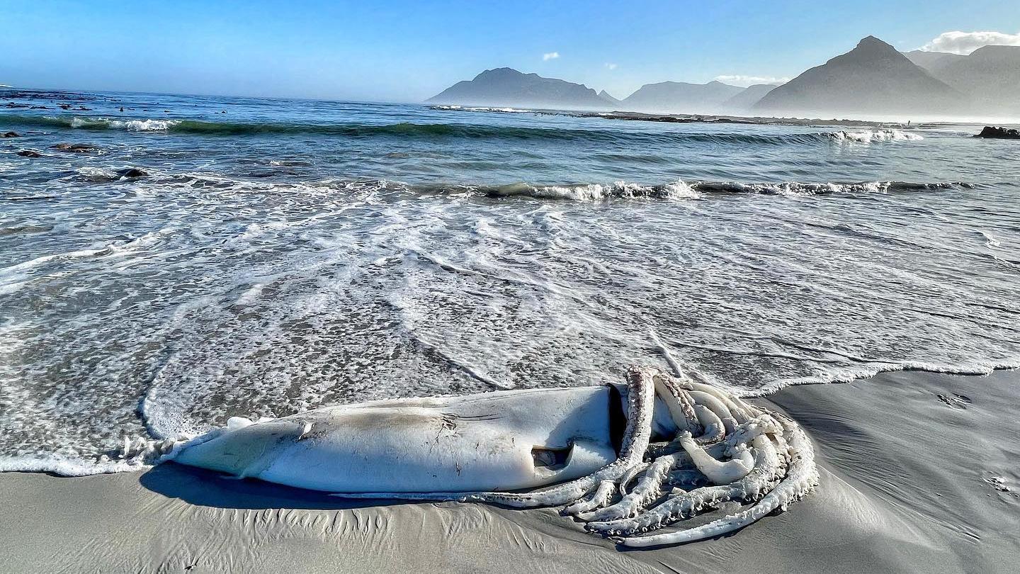 Ein Riesenkalmar am Strand von Südafrika.
