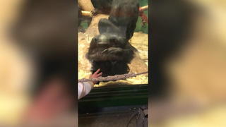 hier-kommt-tilla-gorilla-baby-begeistert-berliner-zoo