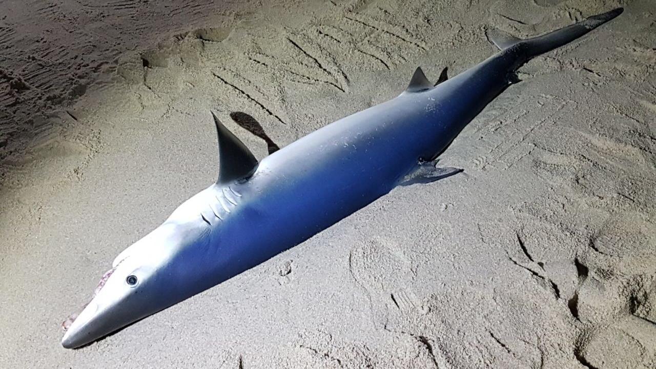 HANDOUT - Ein toter Blauhai liegt am 20.12.2017 am Strand von Rantum auf der Nordseeinsel Sylt (Schleswig-Holstein). Spaziergänger entdeckten den Kadaver am Mittwochabend am Strand von Rantum. Der 2,25 Meter lange Hai soll jetzt im Institut für Terre