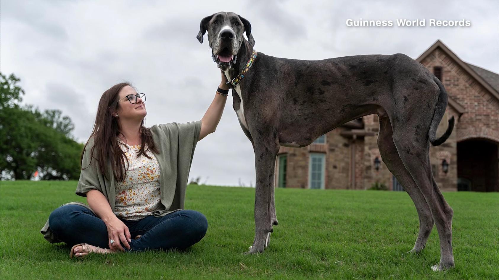 sekundær Opaque Sicilien Deutsche Dogge hält Rekord: Zeus ist der größte Hund der Welt