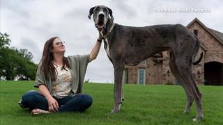 Zeus und sein Frauchen Brittany Davis.