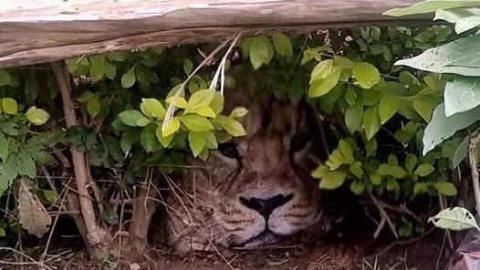 Dieser "Löwe" sorgte in Kenia vorübergehend für Angst und Schrecken.