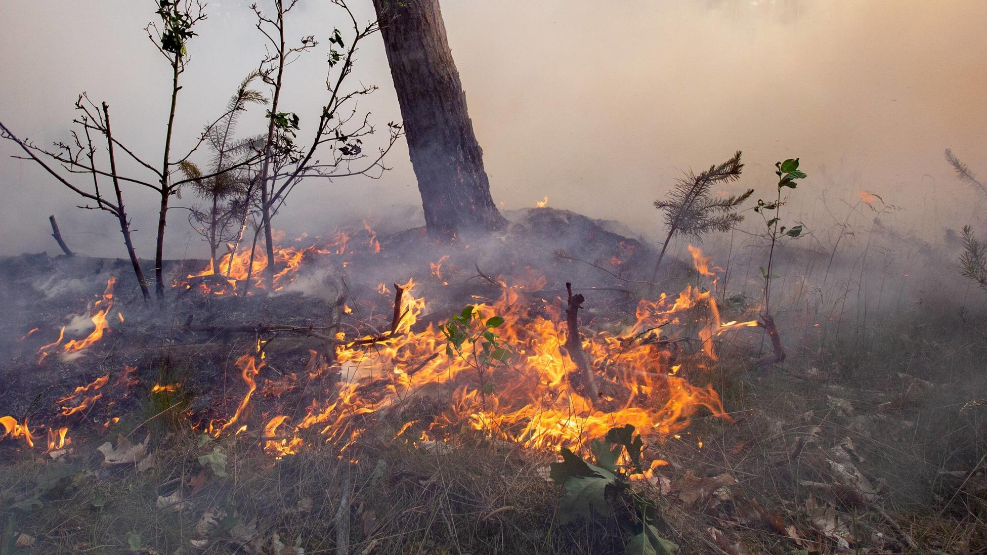 Waldbrand - ein Feuer lodert im Unterholz