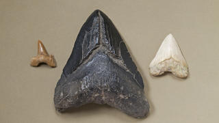 So groß ist der Zahn eines Megalodon (Mitte) im Vergleich zu dem eines Weißen Hais (rechts) und einem weiteren, kleineren fossilen Haifischzahn (links).