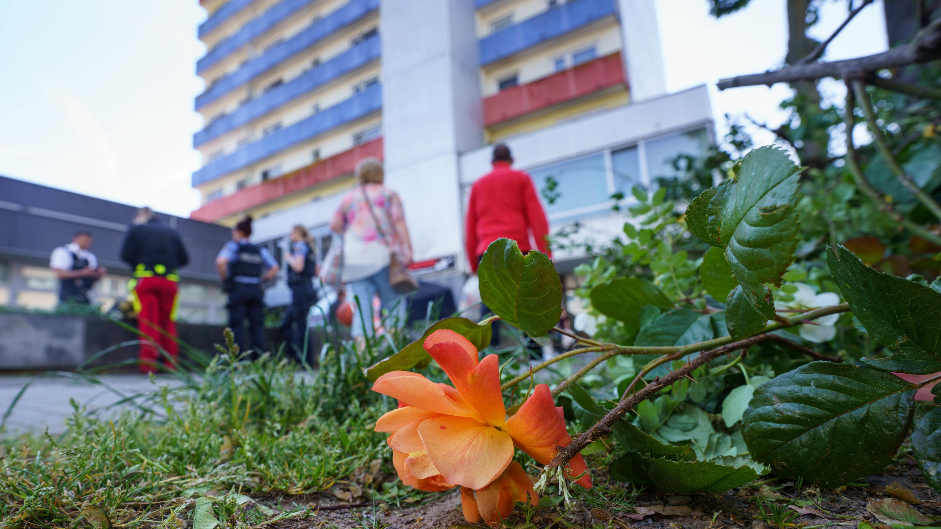 11.05.2022, Hessen, Hanau: Eine abgeschnittene Rose liegt an einem Hochhaus, nachdem die Spurensicherung der Polizei zum Zweck der besseren Suche die Blumen und Sträucher davor abgeschnitten hatte. In dem Gebäude war am Morgen ein totes Mädchen gefun