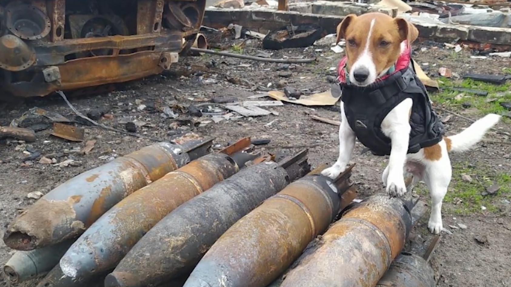 superschnuffler-im-krieg-minenspurhund-patron-in-der-ukraine