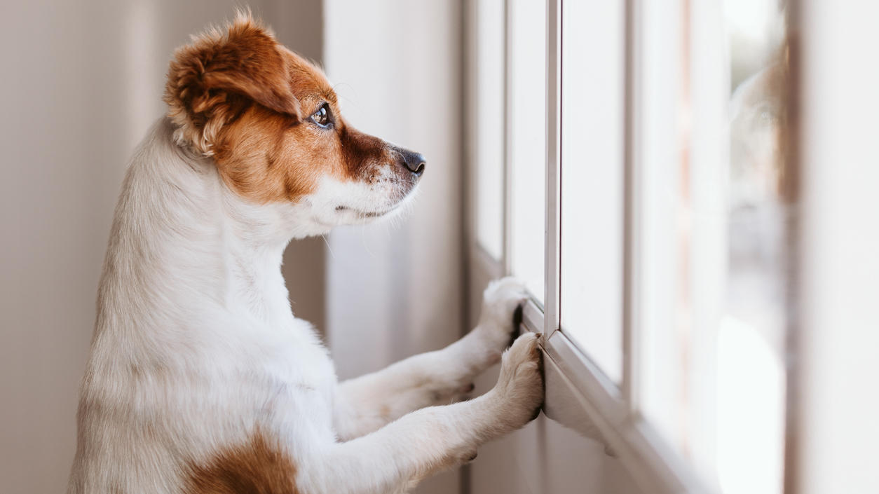 Kleiner Hund schaut aus dem Fenster