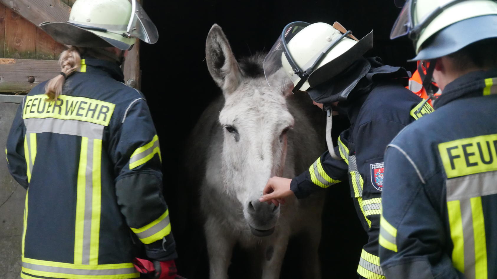 Bei der Tierrettungs-Übung der Feuerwehr Celle wird ein Esel aus seinem Stall geführt.