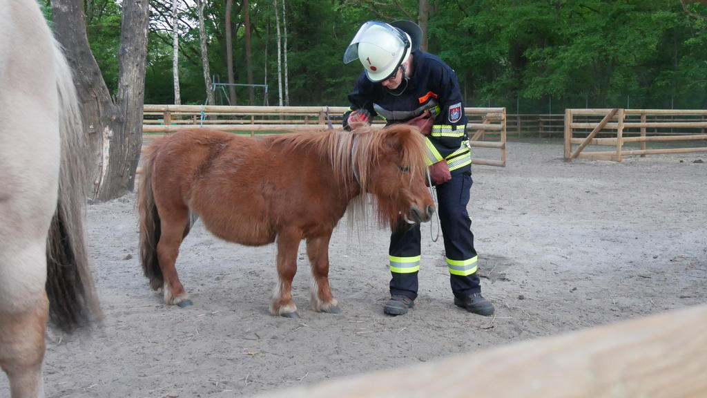 Ponys und Pferde waren bei der Tierrettung der Feuerwehr Celle auch dabei.