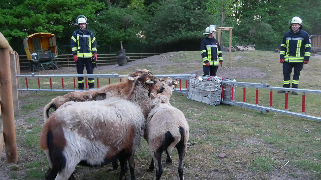 Schafe sollten von der Feuerwehr Celle in ein Behelfsgatter aus Leitern geführt werden.