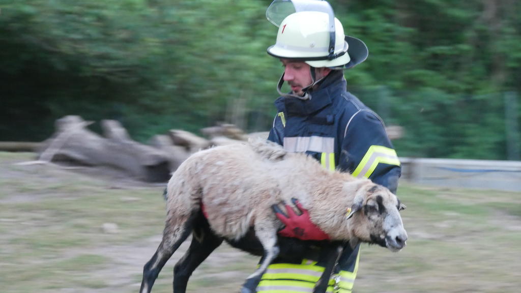 Zur Not wurden die Schafe von der Feuerwehr Celle auch getragen.