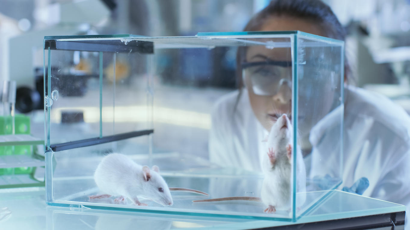 Die Wissenschaftlerinnen und Wissenschaftlern hatten Hodengewebe von Ratten, das 23 Jahre lang eingefroren war, in unfruchtbare Mäuse verpflanzt.