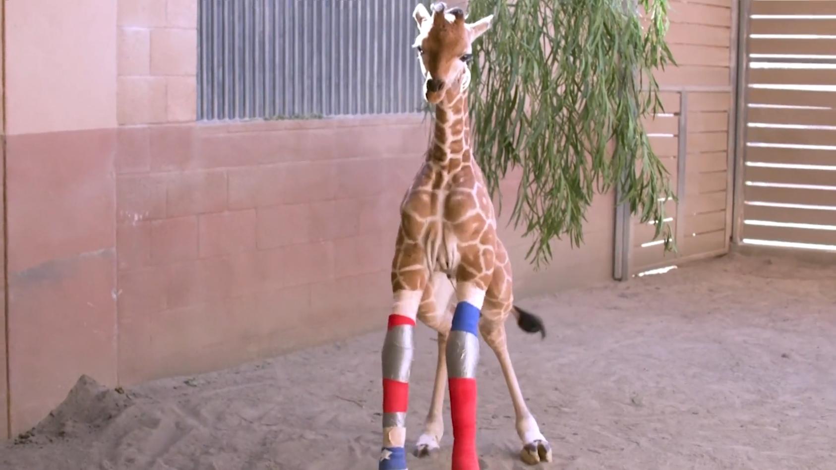 nach-lang-ersehnter-op-giraffenbaby-lernt-endlich-laufen