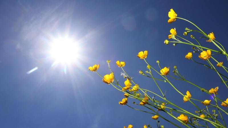 Butterblumen stehen auf einer Blumenwiese im Sonnenschein. Foto: Karl-Josef Hildenbrand/dpa/Symbolbild