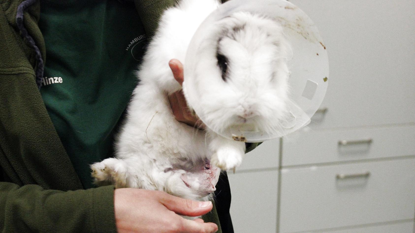 Notrettung: Bei einem Kaninchen musste ein Bein amputiert werden.