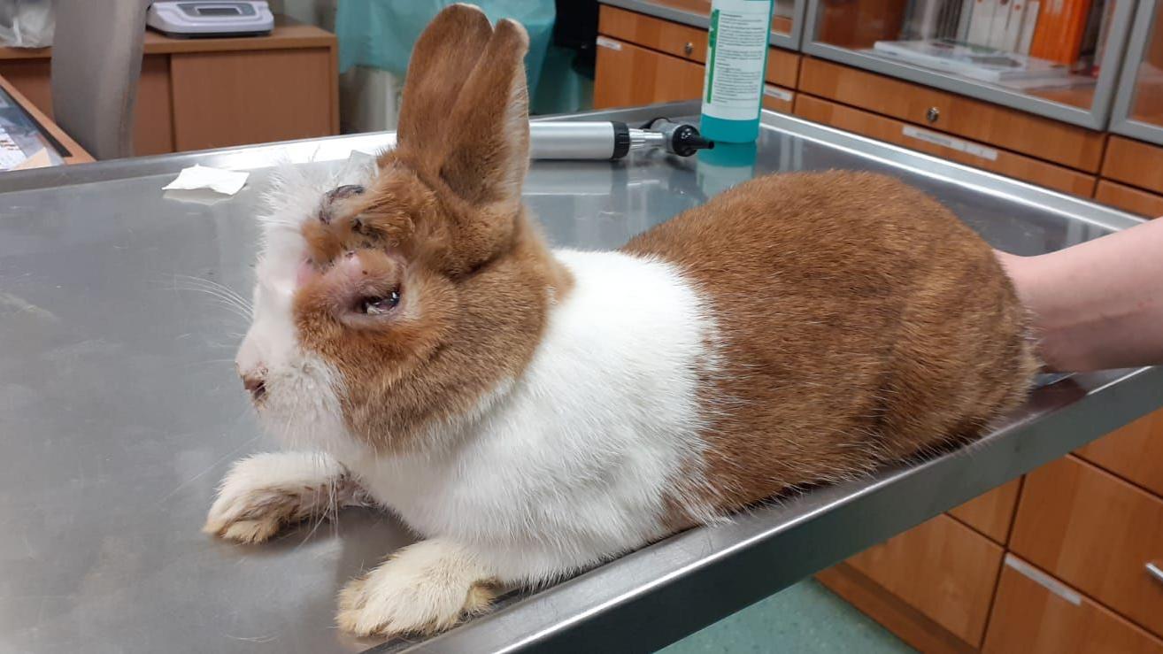 Der Hamburger Tierschutzverein behandelt ein gefundenes Kaninchen mit einem Abszess.