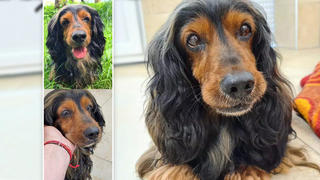 Hundeopi Brauni im Tierheim Amberg