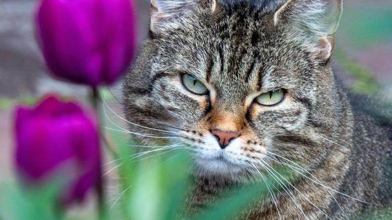 Ausgangssperre für Katzen Bis zu 50.000 Euro Strafe drohen hier bei