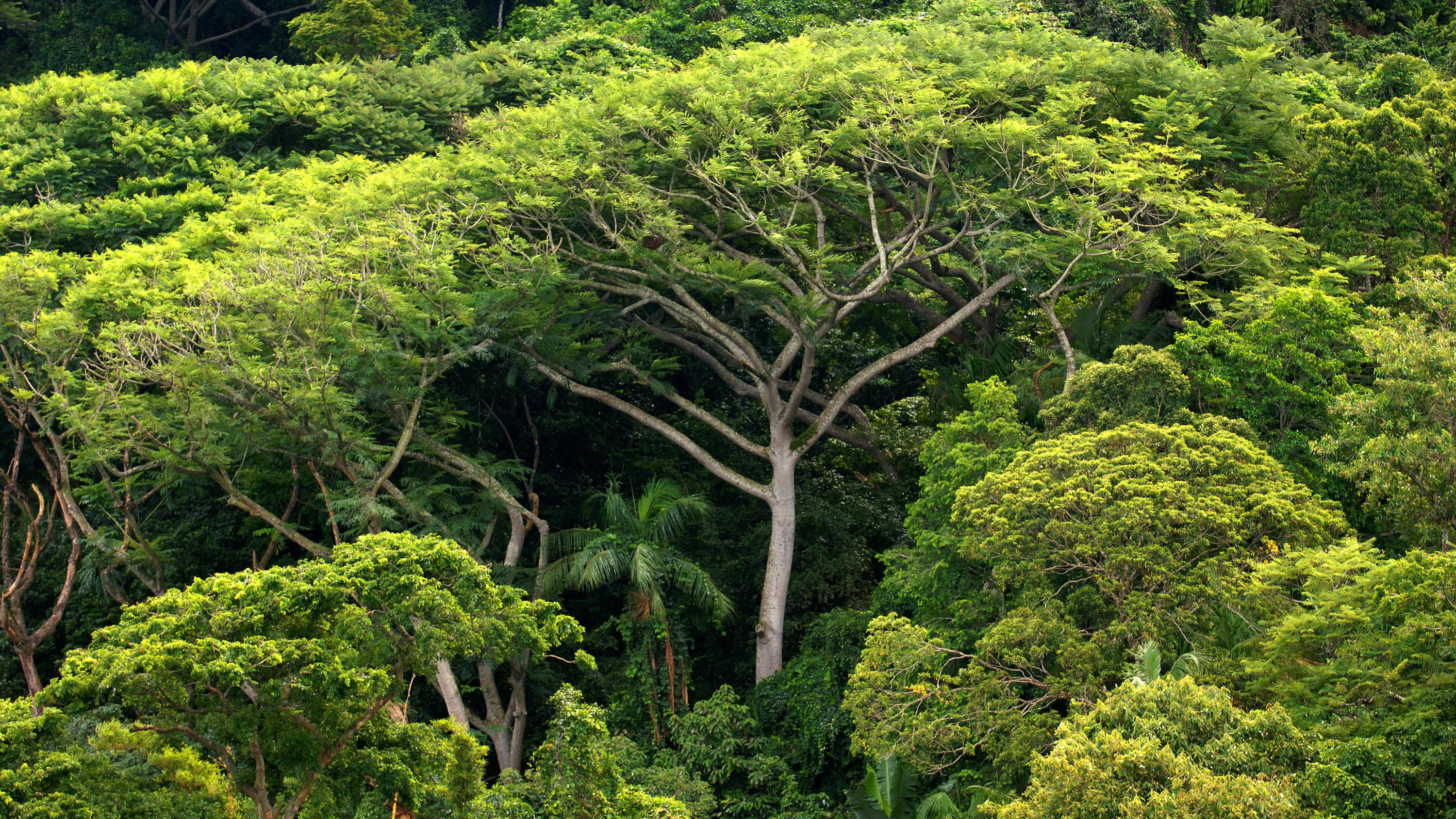 ARCHIV - 05.01.2006, Brasilien, Sao Paulo: Dichter Atlantischer Regenwald auf der Insel do Cardoso. Die Vereinten Nationen haben 2022 die Wichtigkeit der Wälder im Kampf gegen den Klimawandel unterstrichen. (zu dpa «UN-Bericht: Wälder mitentscheidend