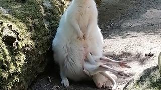 Das Albino-Känguru aus dem Zoo Decin und sein Junges, das fast gar nicht mehr in den Beutel passt.