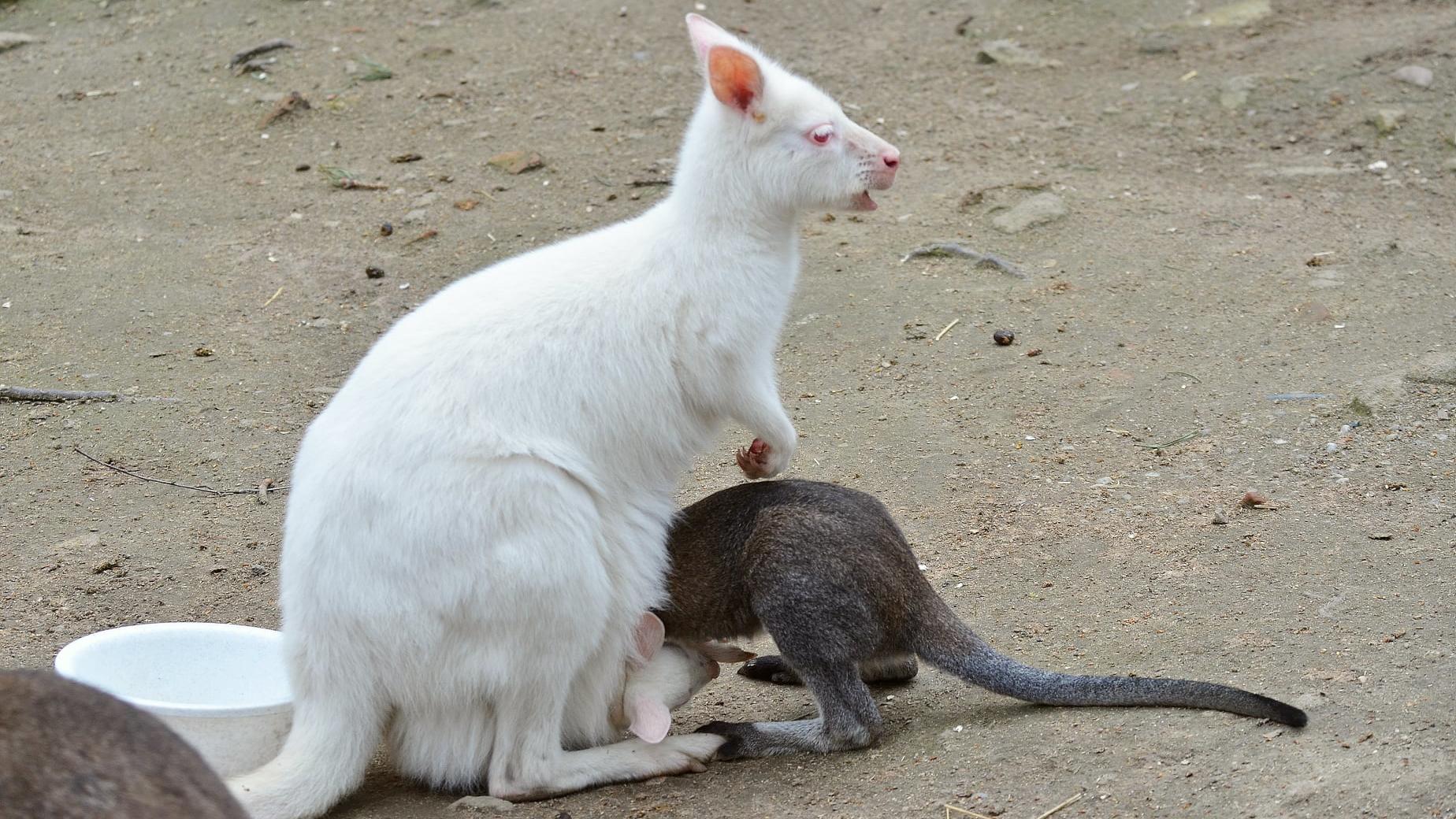 Ein Rotnackenwallaby versucht in den Beutel eines Albino-Kängurus zu schlüpfen.