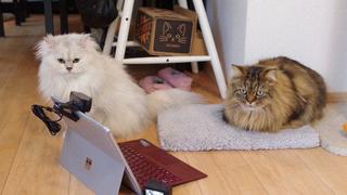 Schaut sie schnell weg oder starrt sie auf den Bildschirm? So haben Forscher das Namensgedächtnis von Katzen erforscht.