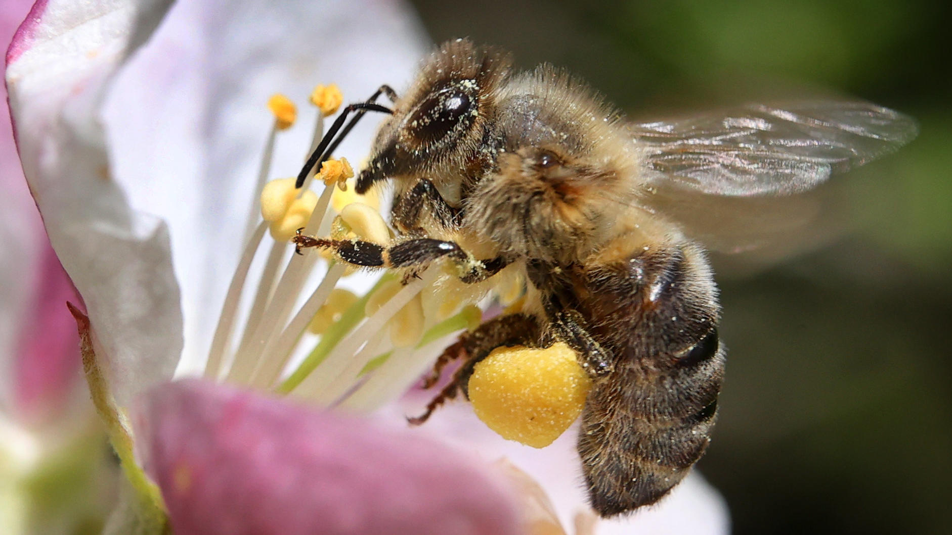 09.05.2022, Bayern, Kempten: Eine mit Pollen behangene Biene sammelt in einem Apfelbaum den Nektar aus einer Blüte und verteilt dabei den zur Bestäubung notwendigen Blütenstaub. Foto: Karl-Josef Hildenbrand/dpa +++ dpa-Bildfunk +++