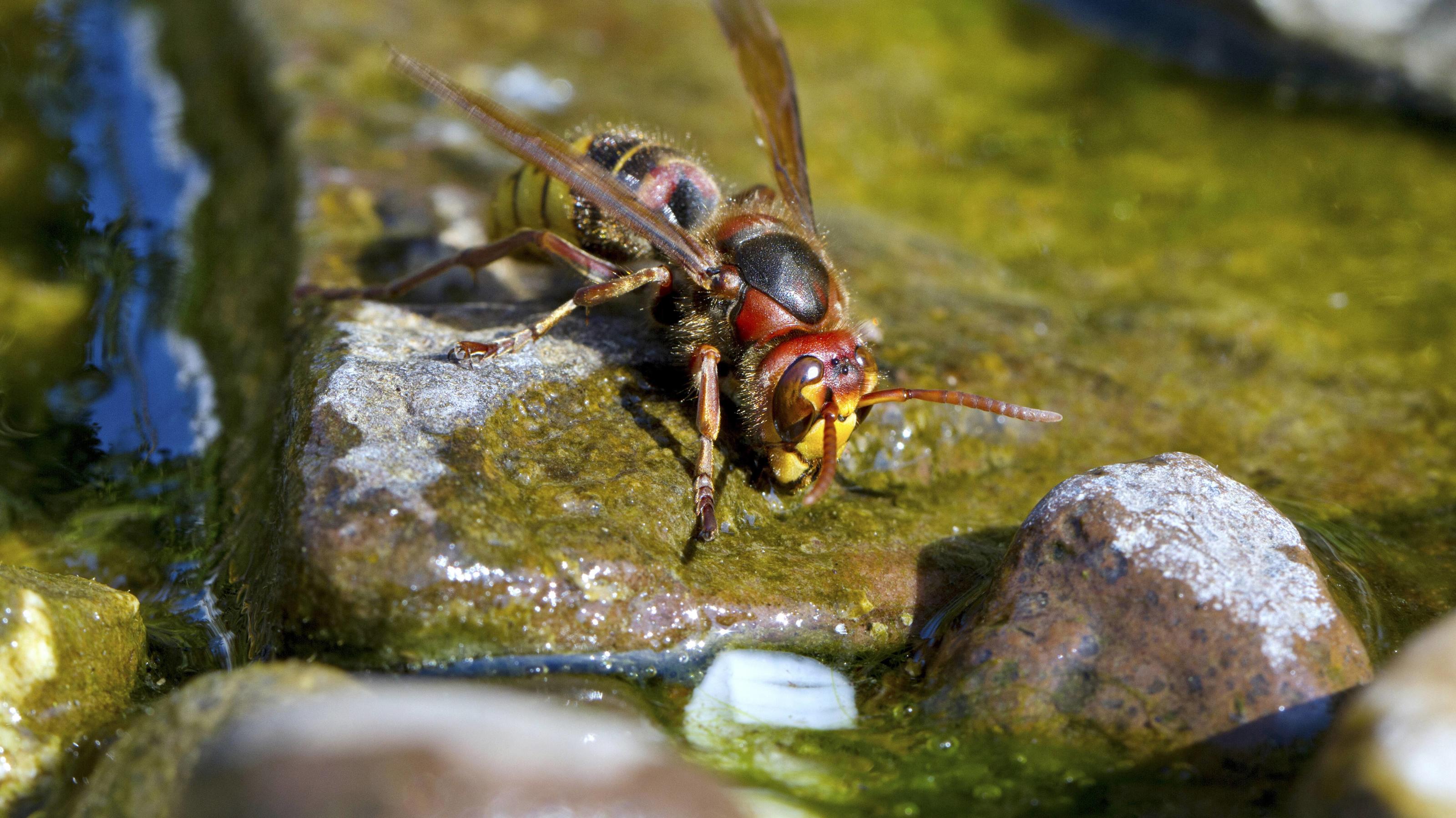 Hornisse (Vespa crabro), trinkt Wasser am Bach, Deutschland | hornet, brown hornet, European hornet (Vespa crabro), drinks water from a creek, Germany