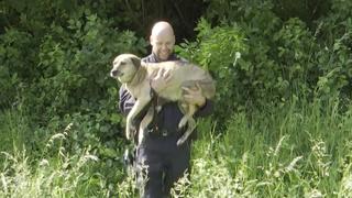 Die Polizeikräfte konnten den Hund im Unterholz finden.