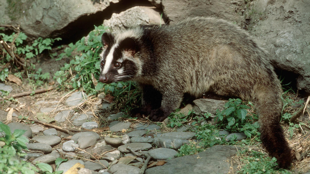 A larva roller in the enclosure: the civet cat is considered a carrier of SARS