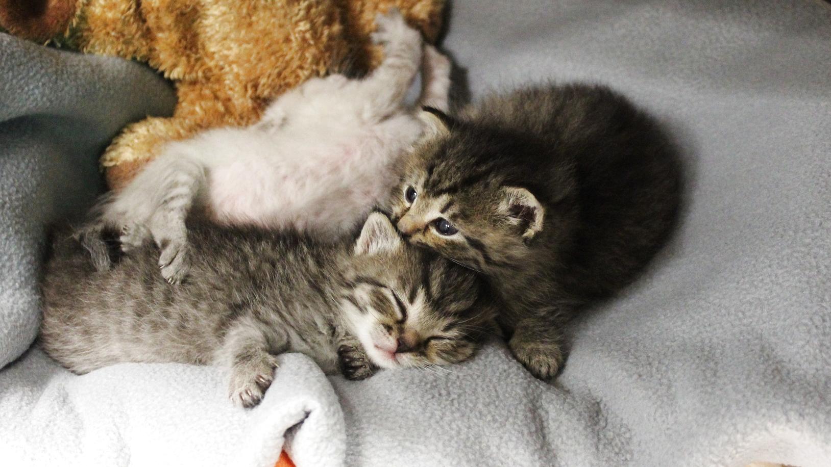 Bei einem Penny-Markt in Rahlstedt wurden diese drei kleinen Katzenwelpen in einer Plastiktüte gefunden.