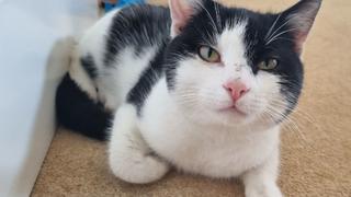 Kater Lucky verschwand, wurde für tot gehalten und spazierte dann einfach wieder durch die Tür.
