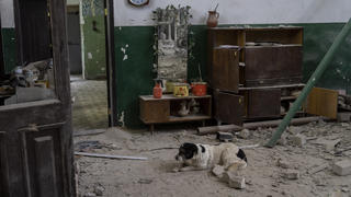 19.05.2022, Ukraine, Charkiw: Ein Hund ruht sich in einem zerstörten Heizungsraum eines Hauses aus, das am frühen Morgen beschossen wurde. Foto: Bernat Armangue/AP/dpa +++ dpa-Bildfunk +++