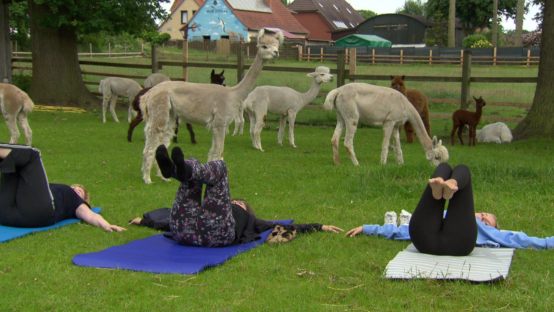 Die Yoga-Stunde findet umringt von Alpakas statt. Den Teilnehmern gefällt es.