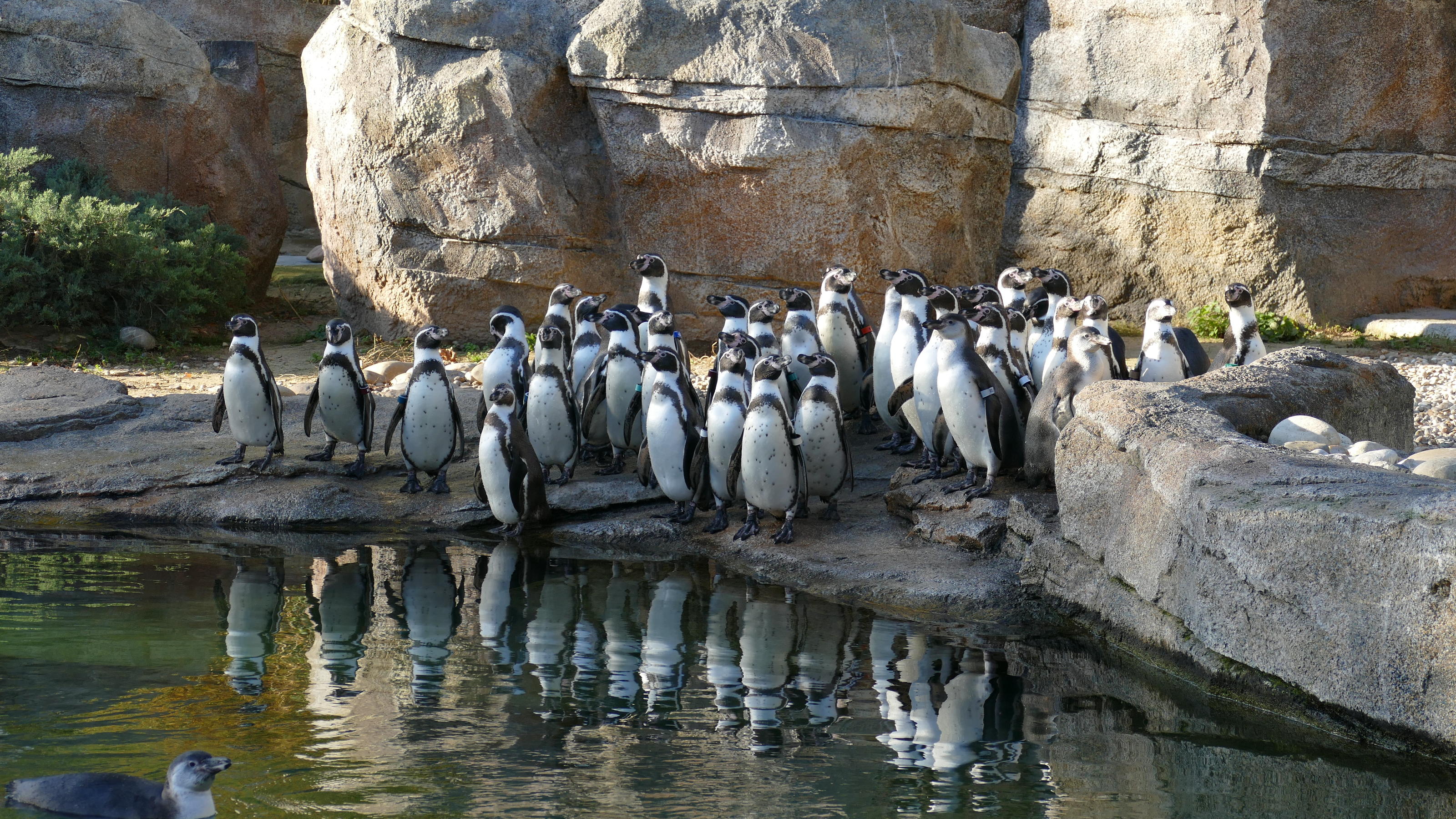 Ein Gruppenbild der Frankfurter Pinguine. Der Frankfurter Zoo versicherte uns, das Tweety bestimmt zu sehen sei.