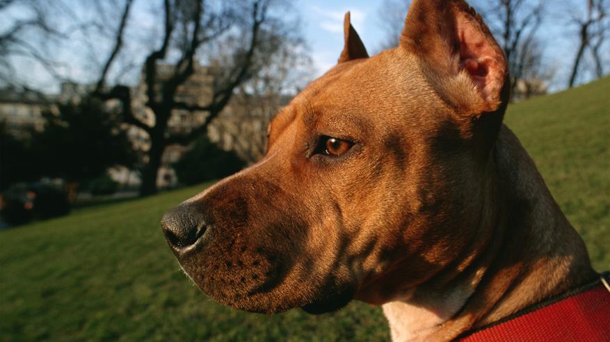 American Staffordshire Terrier mit kurzem, dichtem und glänzenden Haar - einfarbig. Fälschlicherweise werden sie als Pit Bull, Pit Dog, American Bull Terrier, Yankee Terrier oder Half-and Half bezeichnet.   