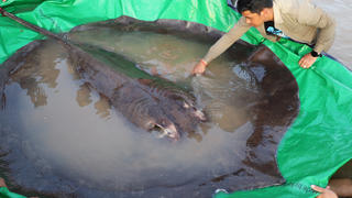 HANDOUT - 14.06.2022, Kambodscha, Stung Treng: Auf diesem von Wonders of the Mekong zur Verfügung gestellten Foto vom 14.06.22 berührt ein Mann einen riesigen Süßwasserstechrochen, bevor er in der nordöstlichen Provinz Stung Treng wieder in den Mekong-Fluss ausgesetzt wird. Ein Fischer hat im Mekong in Kambodscha den größten jemals registrierten Süßwasserfisch der Welt gefangen. Bei dem Tier handele es sich um einen fast vier Meter langen und knapp 300 Kilogramm schweren Riesen-Süßwasserstechrochen, teilte das US-kambodschanische Forschungsprojekt «Wonders of the Mekong» (Wunder des Mekong) mit. Foto: Chhut Chheana/Wonders of the Mekong/AP/dpa - ACHTUNG: Nur zur redaktionellen Verwendung bis zum 04.06.2022 im Zusammenhang mit der aktuellen Berichterstattung und nur mit vollständiger Nennung des vorstehenden Credits +++ dpa-Bildfunk +++